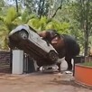 Elefante levantando un automóvil blanco con la trompa en la entrada de un templo en la India con árboles y palmeras alrededor