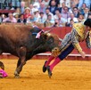 Torero español Morante de la Puebla siendo corneado por un toro durante una corrida en la Plaza de Toros de la Maestranza con público observando en el fondo