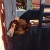 Perrito que quedó atrapado en un portón de Torreón y fue rescatado por Bomberos.