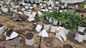 La FGR, SEDENA y Guardia Nacional inhabilitaron un invernadero con 1,493 plantas de marihuana en el poblado de El Salvador, Tequila.