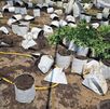 La FGR, SEDENA y Guardia Nacional inhabilitaron un invernadero con 1,493 plantas de marihuana en el poblado de El Salvador, Tequila.