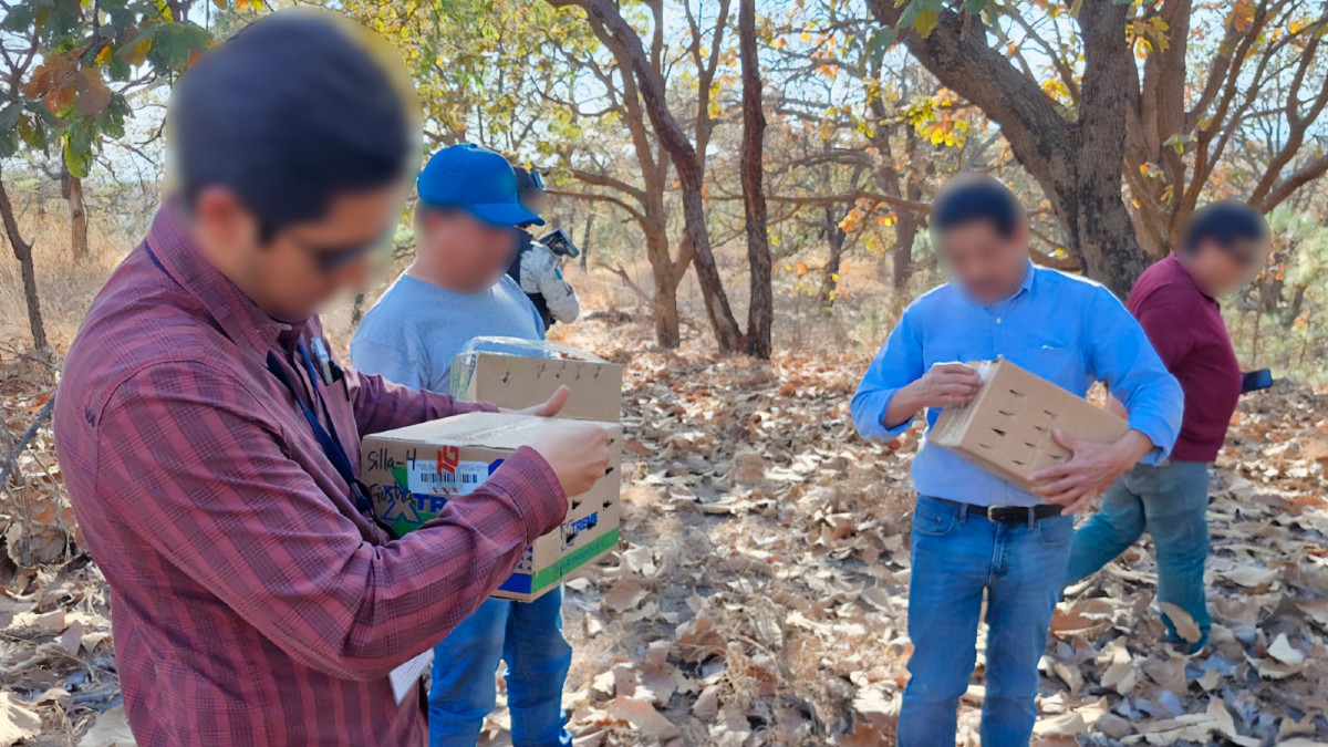 Elementos de la Profepa con los rostros censurados con blur sosteniendo cajas de cartón con agujeros con aves dentro en medio de un bosque