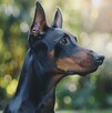 Reportan primer caso de gusano barrenador en un perro dóberman de CdMx.