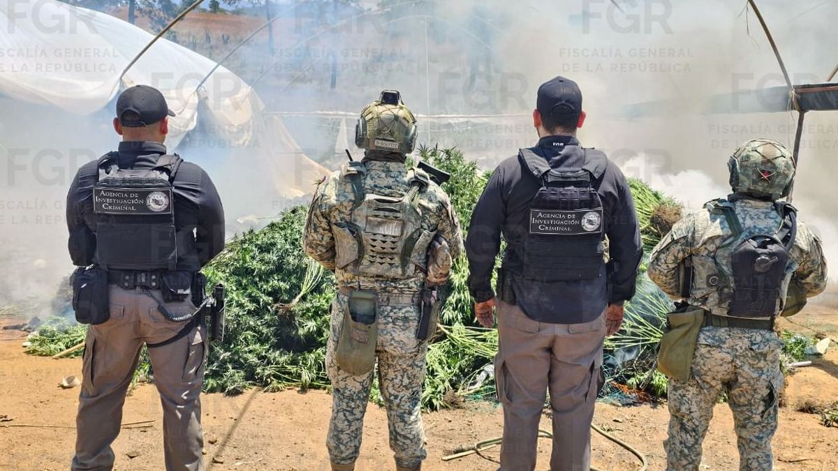 La FGR, SEDENA y Guardia Nacional inhabilitaron un invernadero con 1,493 plantas de marihuana en el poblado de El Salvador, Tequila.