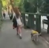 Una mujer salió a pasear a sus perros sin correa en la colonia Del Valle; lo que provocó un altercado entre mascotas.