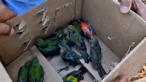 Grupo de aves pequeñas dentro de una caja de cartón con agujeros siendo sostenida por un hombre