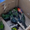 Grupo de aves pequeñas dentro de una caja de cartón con agujeros siendo sostenida por un hombre