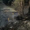 Bomberos de Zapopan y Jalisco apagando el incendio en Bosque Los Colomos rodeados de terreno y árboles calcinados