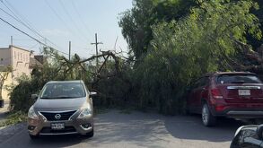 Una madre y sus dos hijas de 6 y 1 año sobrevivieron a la caída de un árbol sobre su auto en San Nicolás. Vecinos denuncian falta de poda municipal.