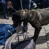 operativo mochila en escuelas de Puebla será sometido a consultas.