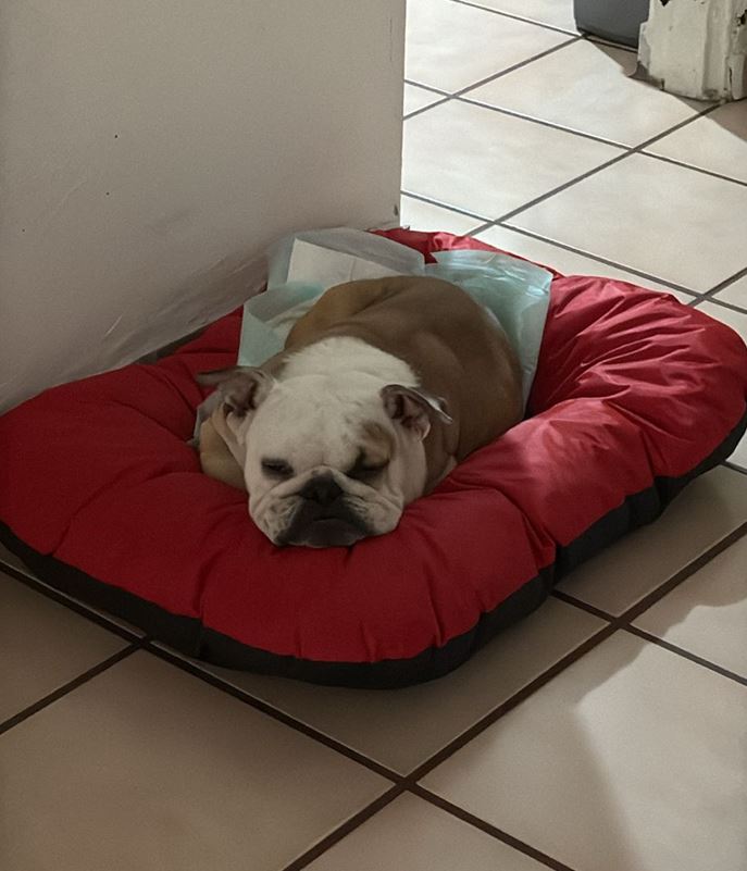 Florencia es una perrita rescatada en Guadalajara tras abandono.