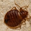 Una chinche es un insecto plano, de color marrón rojizo y del tamaño aproximado de una semilla de manzana y son animales que se propagan rápidamente.