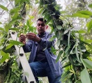 La vainilla mexicana está en riesgo: campesinos polinizadores desaparecen... como las abejas