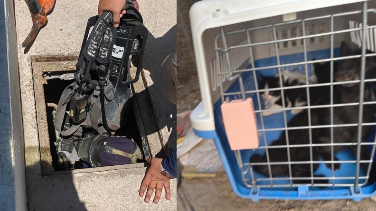 Gatos rescatados por los bomberos