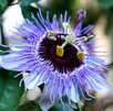 Pasiflora para el estrés