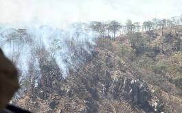 Arbol incendiandose