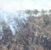 Arbol incendiandose