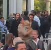 Mariana Gutiérrez, abogada de las estrellas, maltrata perro en CdMx