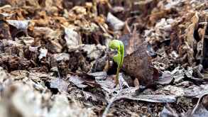 Los efectos del cambio climático podrían extinguir millones de plantas en el mundo.