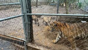 Tigres asegurados en cateo