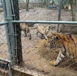 Tigres asegurados en cateo