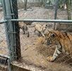 Tigres asegurados en cateo