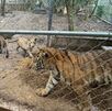 Tigres asegurados en cateo