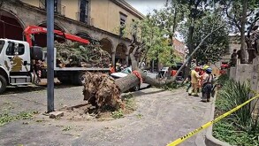 Un árbol de gran tamaño colapsó en la Rotonda de los Jaliscienses Ilustres, afectando a dos autos. Hay cierre vial en calle Independencia. ¡Entérate aquí!