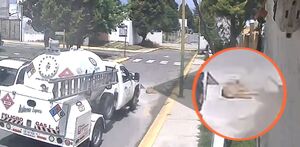 Perro atropellado Huejotzingo por un camión de gas.