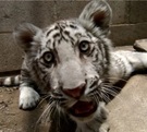 Animales virales: El rincón digital que convierte a especies exóticas en accesorios en México