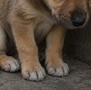 Cachorro