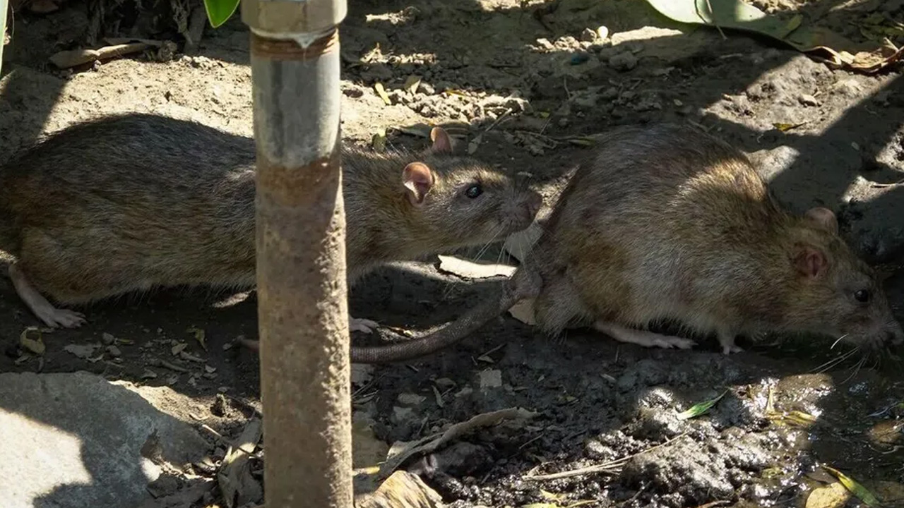La Secretaría de Salud emitió un aviso epidemiológico por un brote de hantavirus detectado en un crucero internacional.