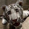 Mafias usan grupos de Telegram y WhatsApp para vender leones y monos en Guadalajara. Conoce cómo opera el tráfico ilegal de fauna silvestre.