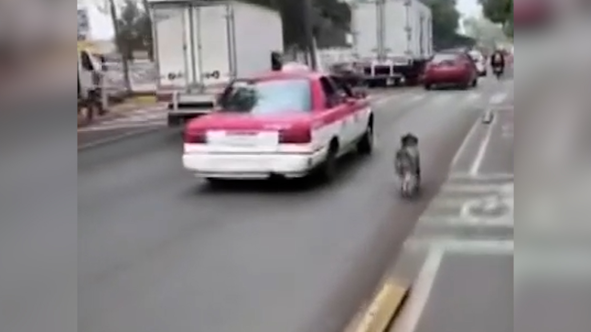 Un taxi con placas A-4897-K fue captado abandonando a un perro en la Avenida Eduardo Molina, CdMx. El perrito corrió tras ellos en el tráfico.
