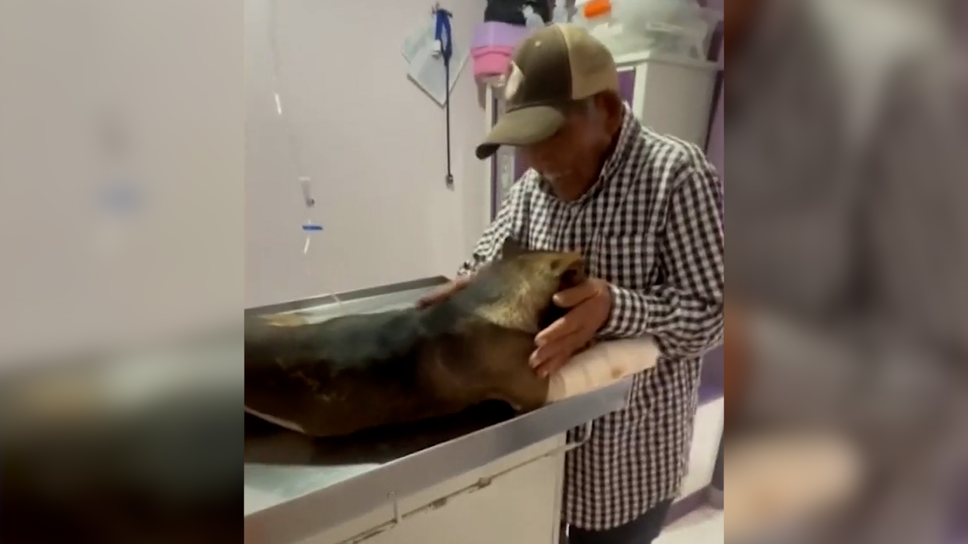 Un taxista en Pachuca intentó arrollar a Don Felipe, de 96 años, y atropelló a su perro Milo. La comunidad exige justicia y recauda fondos en Hidalgo.