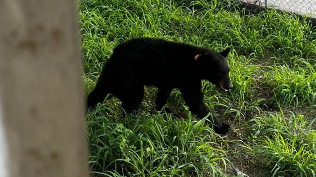 Autoridades capturaron y reubicaron a un oso negro que fue visto cerca de una primaria en la colonia El Molino, en Santa Catarina.