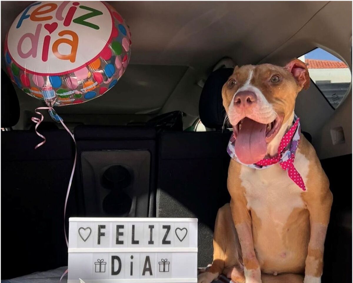 Conoce la conmovedora historia de Ali, la perrita que sanó su corazón en el Refugio Buenos Chicos.