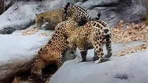 Hembra jaguar junto a sus crías fotografiada en la Sierra Gorda de Guanajuato.