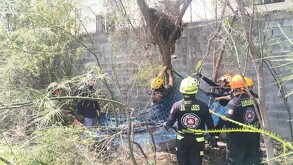 Autoridades capturaron y reubicaron a un oso negro que fue visto cerca de una primaria en la colonia El Molino, en Santa Catarina.