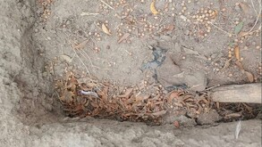 El colectivo Unidos por los Desaparecidos de León denunció el hallazgo de huesos expuestos y presuntas irregularidades en fosas comunes.