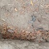 El colectivo Unidos por los Desaparecidos de León denunció el hallazgo de huesos expuestos y presuntas irregularidades en fosas comunes.