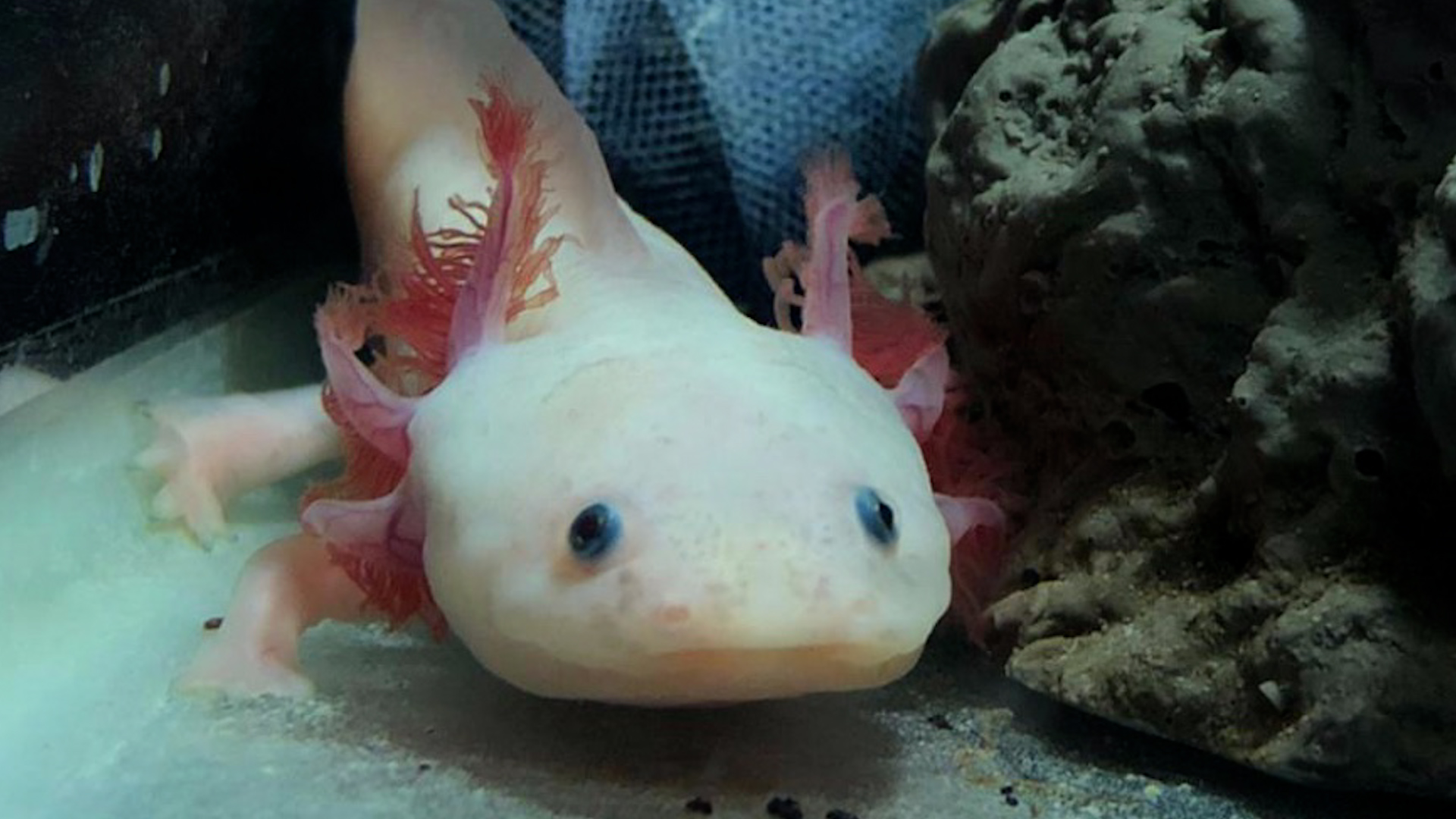 El ajolote mexicano está en peligro. Expertos de Xochimilco explican por qué el agua limpia y las peceras decorativas dañan a esta especie.