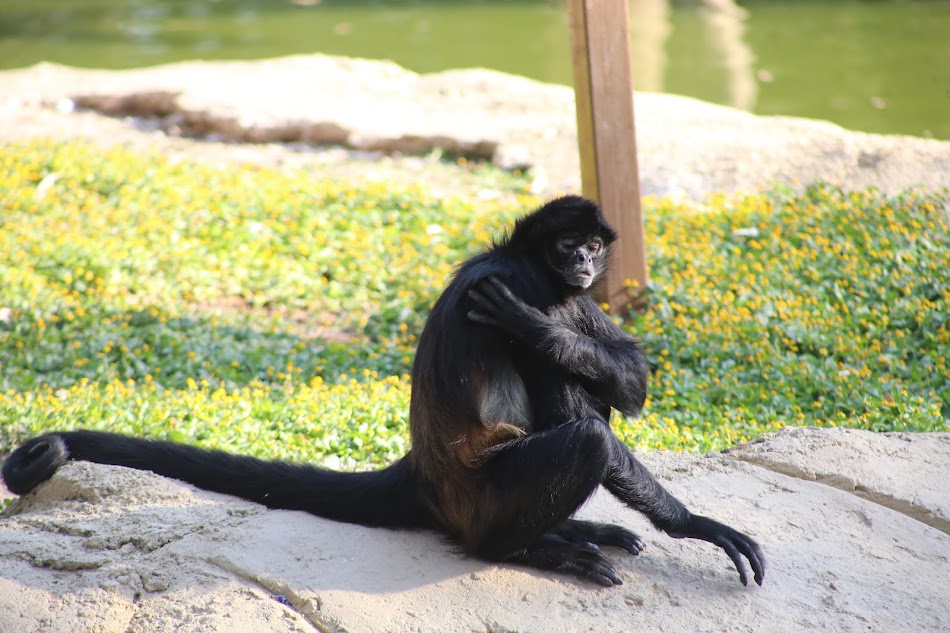 Continúan las investigaciones en el Zoológico de León con varias carpetas abiertas a más de un mes de los reportes. Aquí los detalles y cómo continúa el caso.