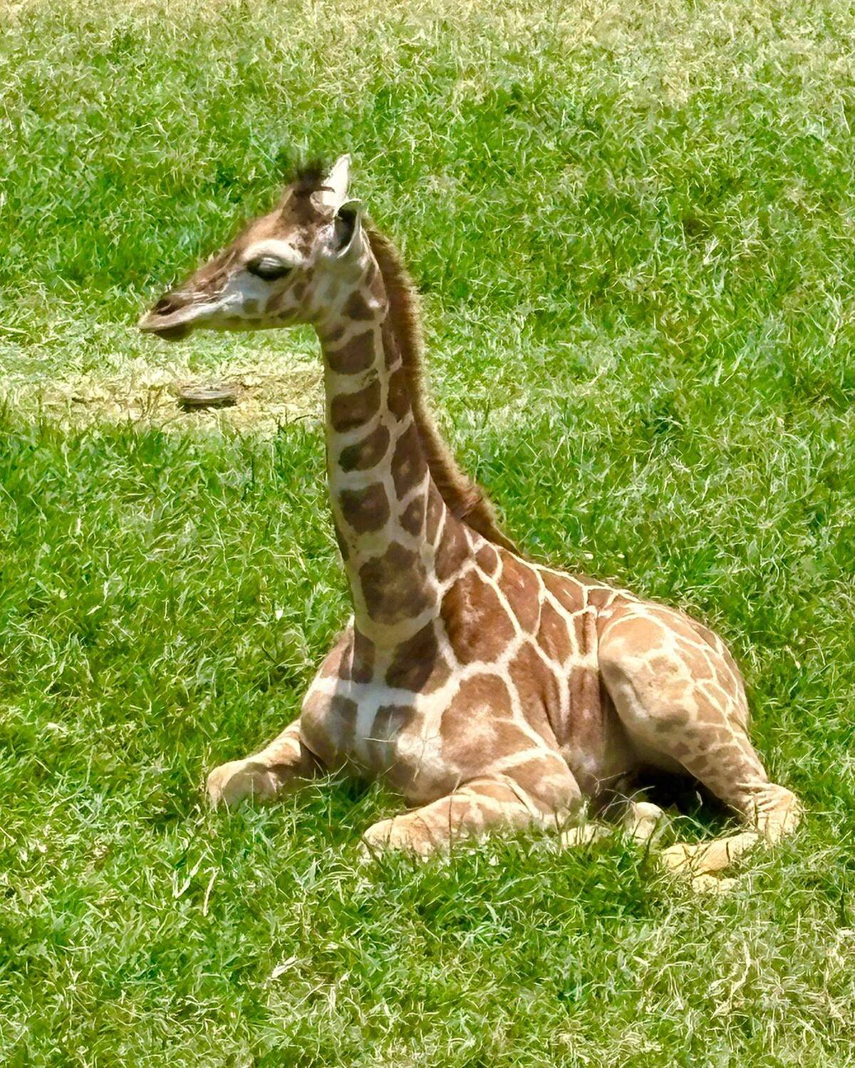 ¡La familia creció! Noel, Jabari y Mamba son las tres nuevas jirafas bebés del Zoológico Guadalajara.