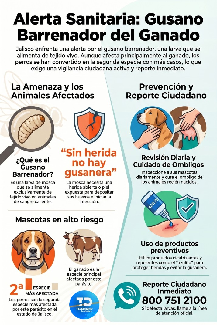 Infografía gusano barrenador Jalisco con recomendaciones y cómo prevenir