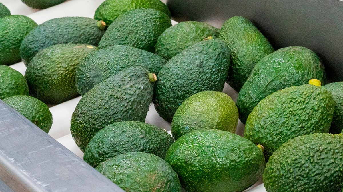 Aguacates producidos por APAJEAL
