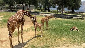 Tres pequeñas jirafas nacieron en el Zoológico Guadalajara como parte de un programa de conservación