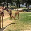 Tres pequeñas jirafas nacieron en el Zoológico Guadalajara como parte de un programa de conservación