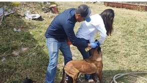 Perro tratado contra el gusano barrenador en Jalisco