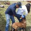 Perro tratado contra el gusano barrenador en Jalisco